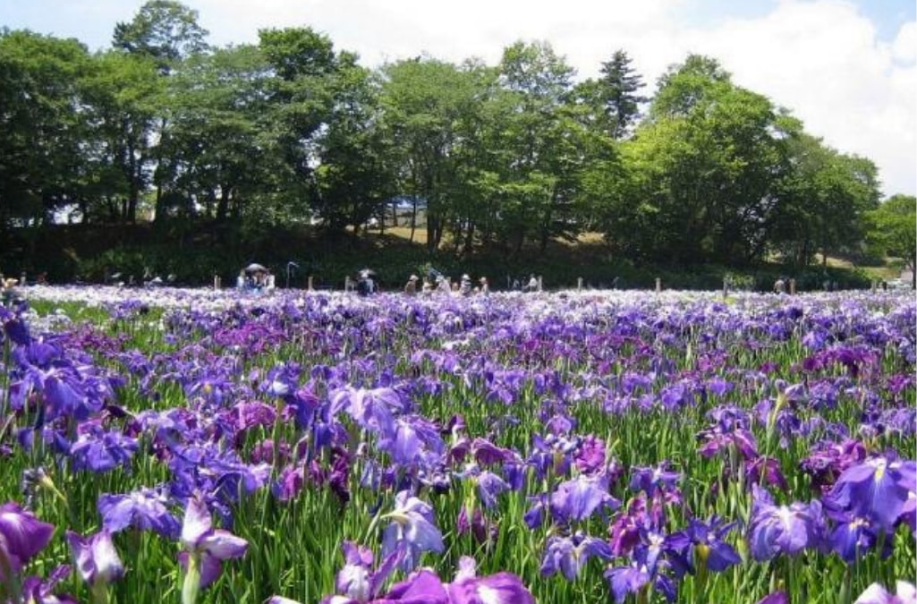 Iris Festival