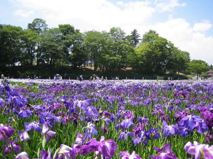 The 34th Tagajo Ruins Iris Festival